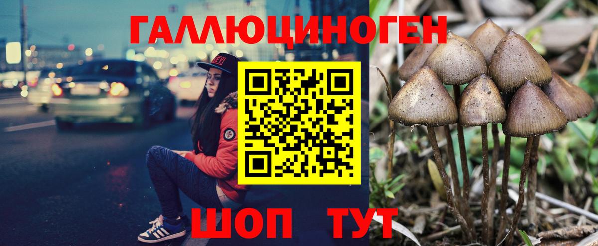 Новороссийск  Псилоцибиновые грибы Psilocybe  где найти наркотики  Вход с VPN 